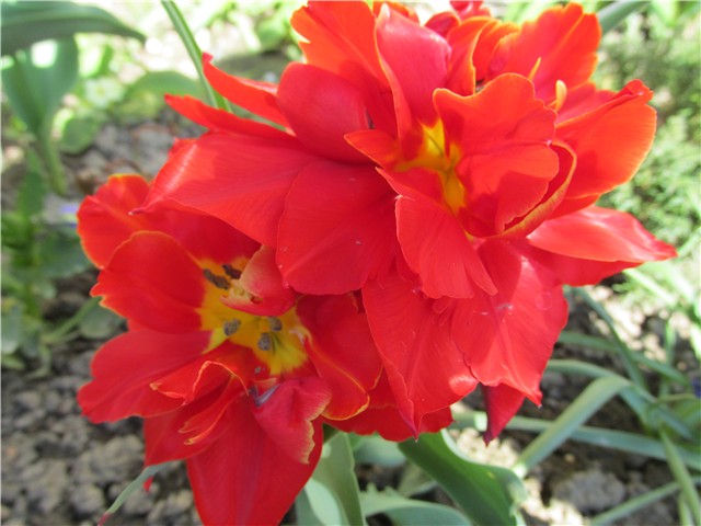 crveni tulipani